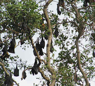 Flughunde am Baum
