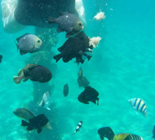 Schnorchelausflug