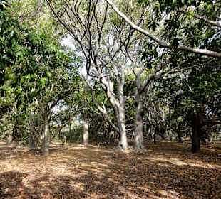 Spaziergang durch den Hòfi Pastor Park