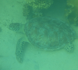 Grüne Meeresschildkröte
