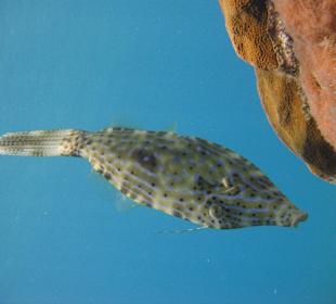 Begegnung unter Wasser Hurghada