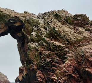 Ausflug Ballestas Inseln