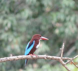 Gartenanlage Sigiriya Felsen