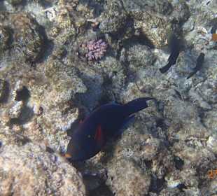 Korallen Riff mit Fisch