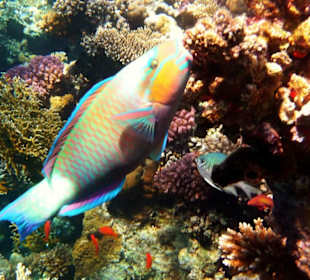 Papageienfisch am El Fanar Beach