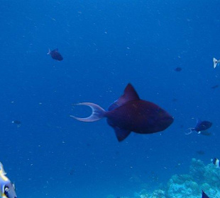 Schnorcheln Hausriff