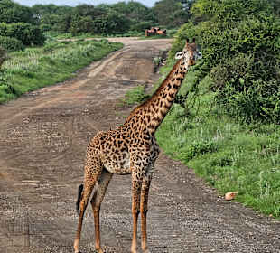 Giraffe