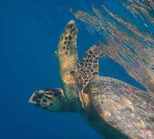 Direkt beim Hausriff!