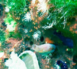 Schnorcheln Marsa Alam