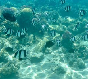 Schnorcheln Abu Soma