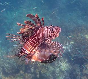 Unterwasserwelt Musandam