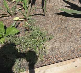 Botanischer Garten der Universität Zürich