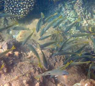 Unterwasserwelt Musandam