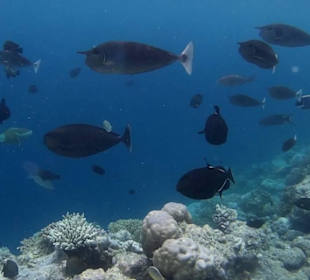 Riffkante Fihalhohi Island Resort