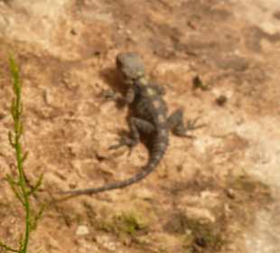 Wild lebender Zeitgenosse