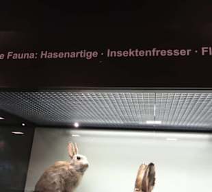 Zoologisches Museum
