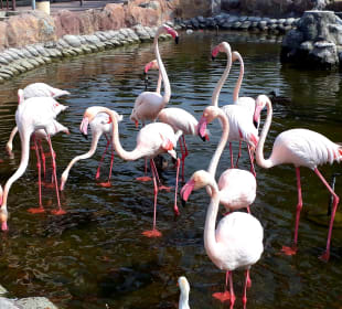 Al Areen Wildlife Park
