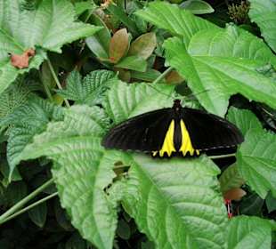 Im Schmetterlingshaus auf Sentosa