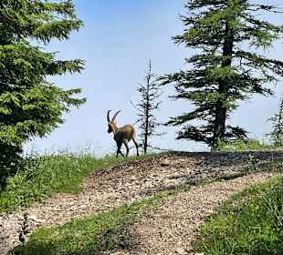 Wandern St. Kathrein am Offenegg