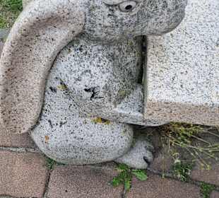 Steinbock-hier der Hase