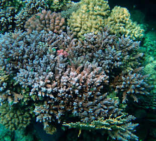 Hotel Lahami Bay Hausriff