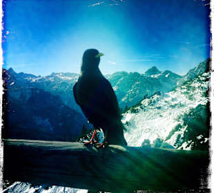 Ein stolzer Besucher