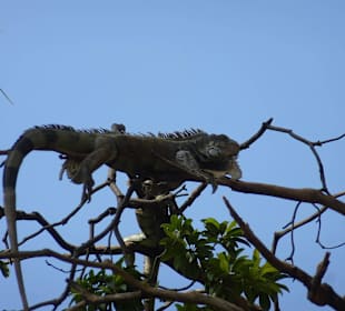 Leguane im Park vor der Kathetrale
