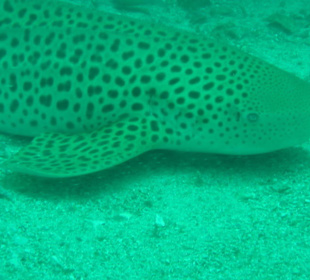 Kleiner Leopardenhai