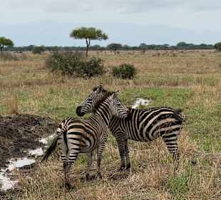 Tarangire Nationalpark 