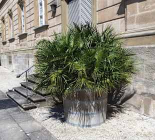 Bepflanzungen am Schloss