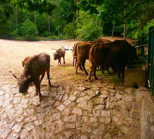 Zwierzęta w ZOO