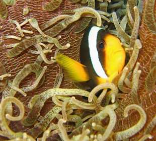 Nemo bewacht seine Anemone