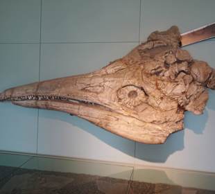 Fossiliensammlung im Museum des Klosters