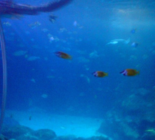 Am Schildkrötenriff