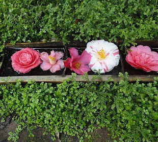 Flora