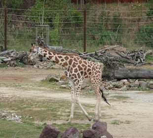 Giraffe