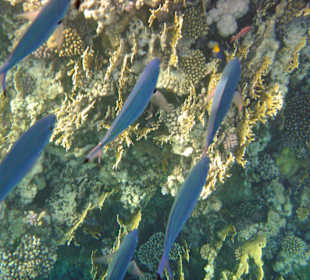 Fische im Hausriff Tulip Resort