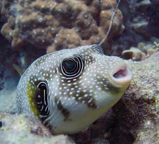 Fisch am Hausriff Hotel Magic Life Kalawy Imperial