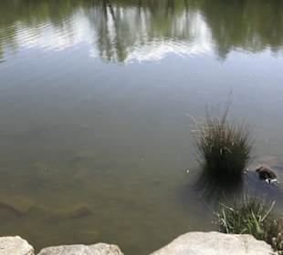 Sport- und Freizeitpark Markwasen