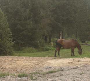 Parcul Natural Apuseni