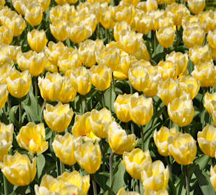 Парк Кекенхоф в Голандии