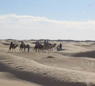 Camel trip in the desert
