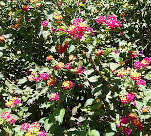 Flora und Fauna der Algarve