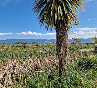 Boggy Pond Wairarapa Moana Wetlands