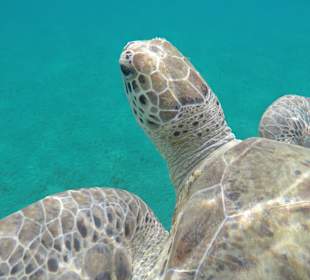 Schnorcheln Abu Dabab