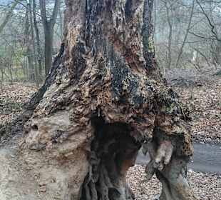 Erlebnispfad Hain, Rudolstadt