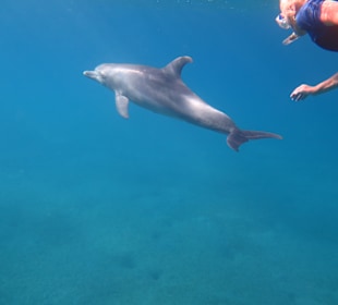 Schnorcheln Abu Dabbab