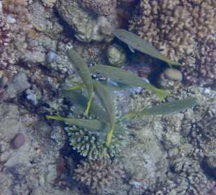 Schnorcheln Makadi Bay