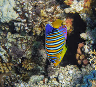 Schnorcheln Soma Bay 