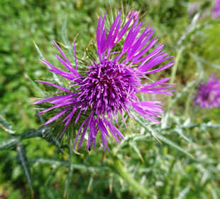 Blüten im Parque da Cicade